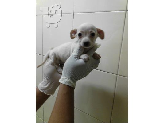 PoulaTo: Chihuahua